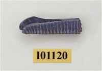 藏品(魚齒)的圖片